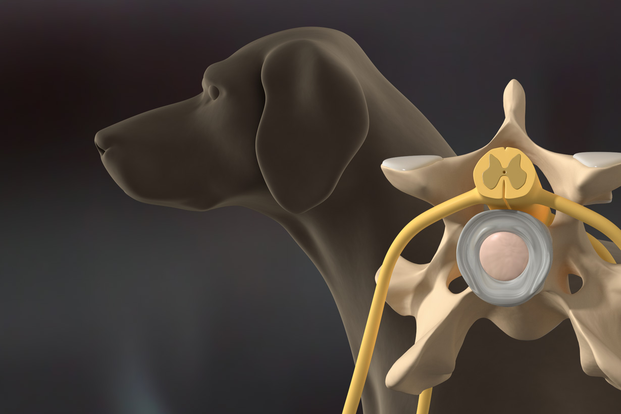 c4d 3d hund dog butterfly spinal cord cervical vertebrae
