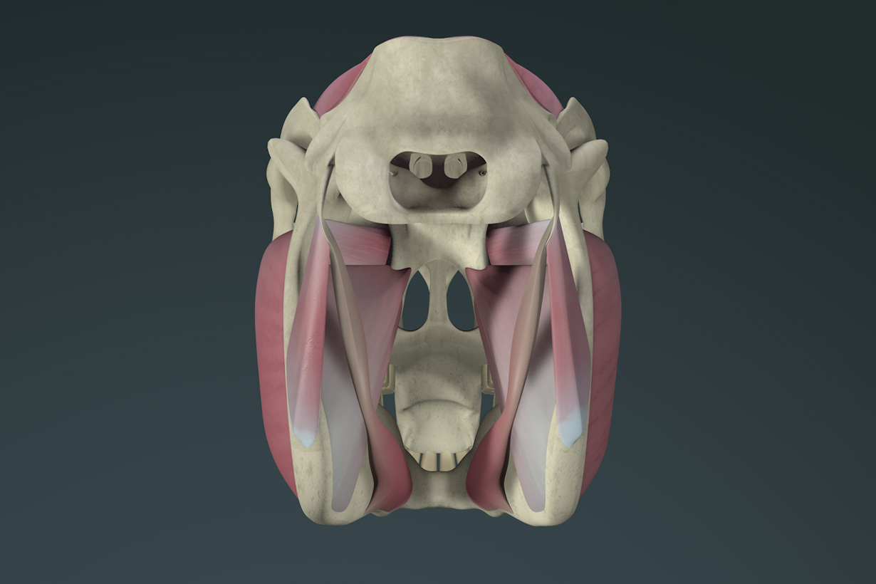 Horse mastication muscles 3d animation visualization