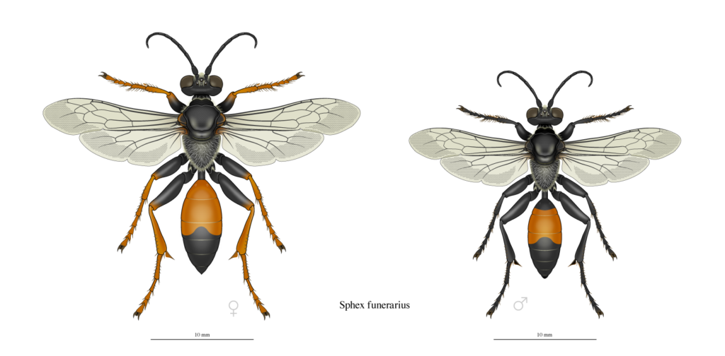 golden digger wasp dorsal view male and female entomological illustration