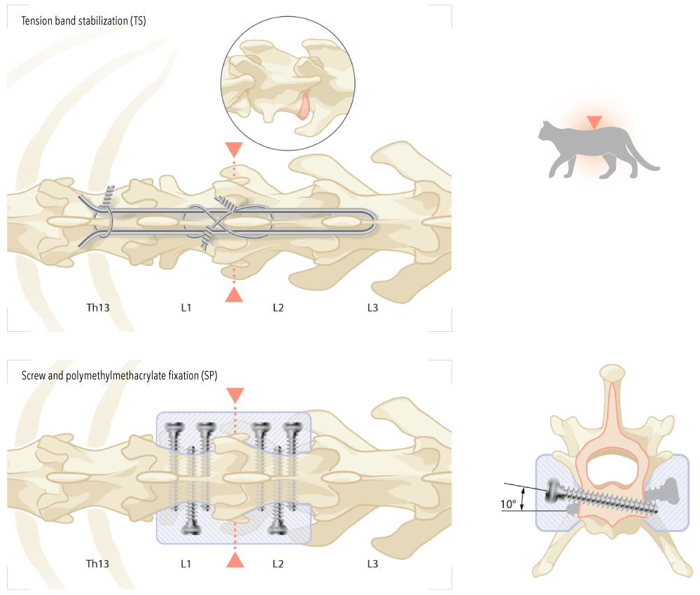 Vector illustrations made on behalf of Dr med vet Patricia Beer – clinic for small animal surgery of Zurich.